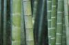 bamboo-919052_1920 (1)