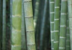 bamboo-919052_1920 (1)