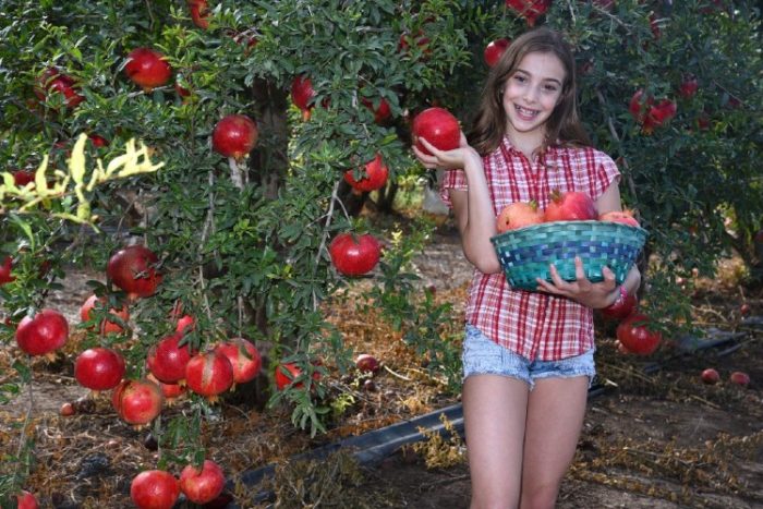 אגרונן מיץ רימונים