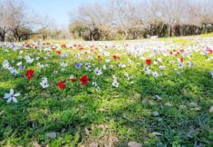 כלניות-בחורשת-טל-3-צילמה-טל-לביא