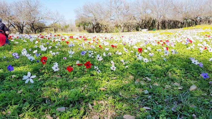 כלניות-בחורשת-טל-3-צילמה-טל-לביא כלניות-בחורשת-טל