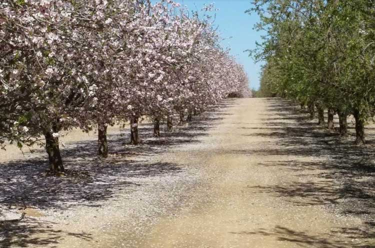 שקדיות פורחות חבל יתיר