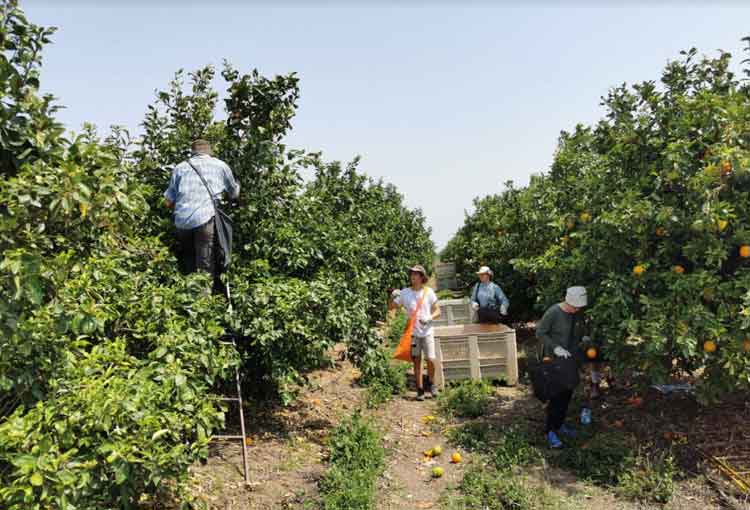 קטיף עצמי בהתננדבות, חוגגים עצמאות 2021