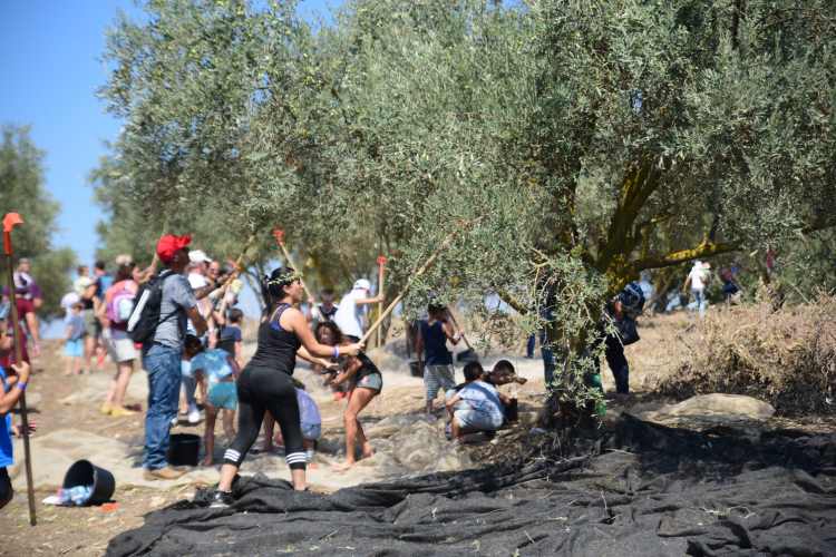 פסטיבל המסיק בחול המועד סוכות 2021