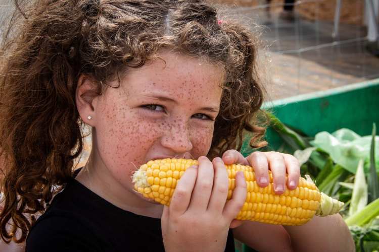 קטיף תירס מתוק בהוד השרון