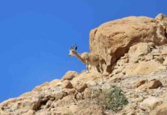 יעל בשמורת עין גדי, צילום: יניב כהן, רשות הטבע והגנים