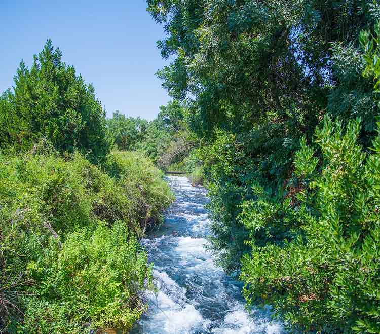 שמורת הטבע תל דן. צילום: מנו גרינשפן, רשות הטבע והגנים