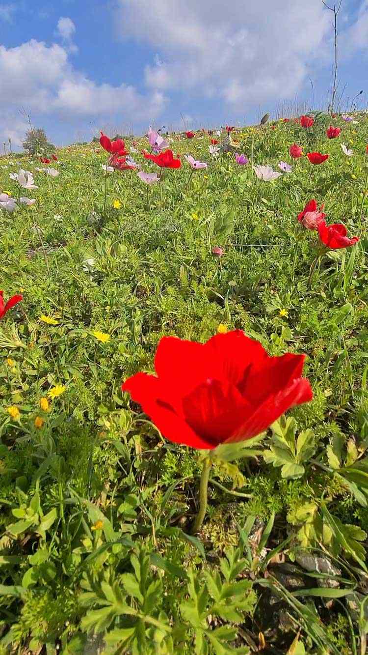 גבעת הכלניות יקנעם, דיווחי פריחה, עמק השלום