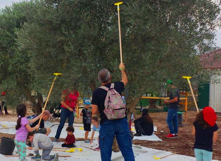 הקרקס החקלאי מסיק זיתים