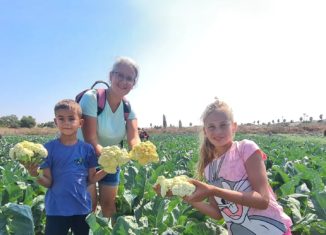 משוך בגזר מושב צופית, קטיף עצמי במרכז הארץ, קטיף עצמי לילדים ליד כפר סבא