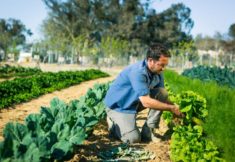 משקים פתוחים סוכות 2022