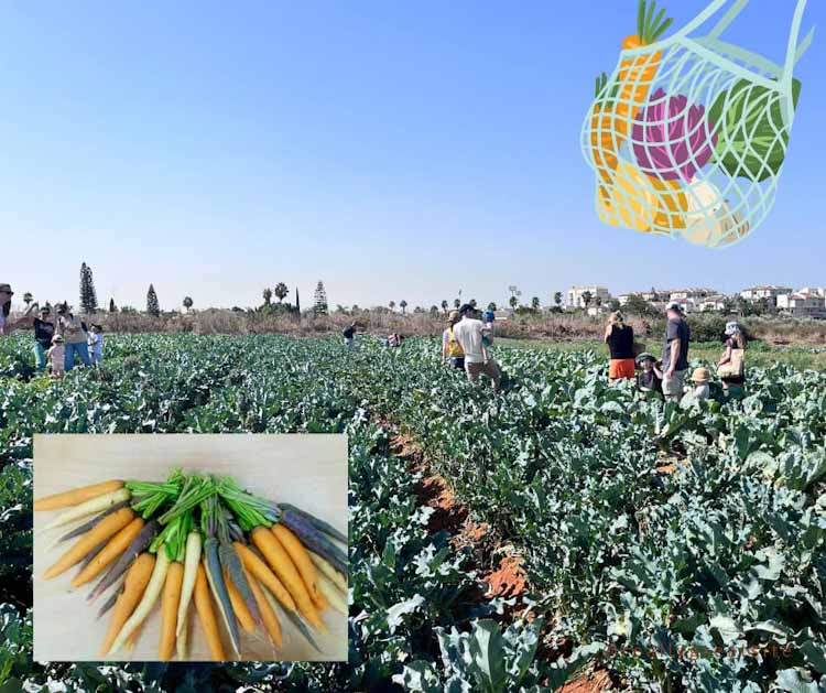 קטיף עצמי במרכז, קטיף גזר, קטיף עצמי בשבת במרכז