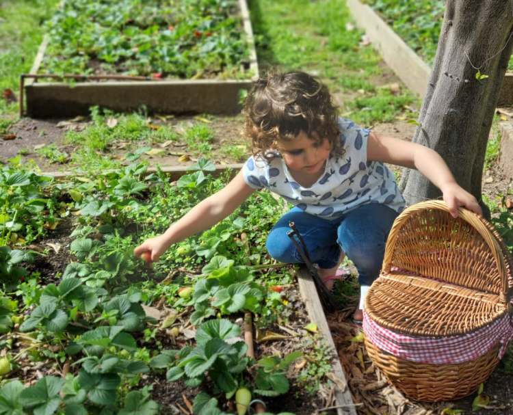 קטיף עונתי גינת אוכל עצמאות 2023