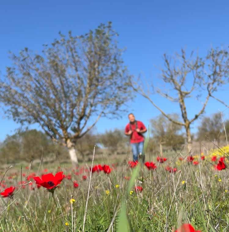 כלניות בבתרונות כורכר רוחמה