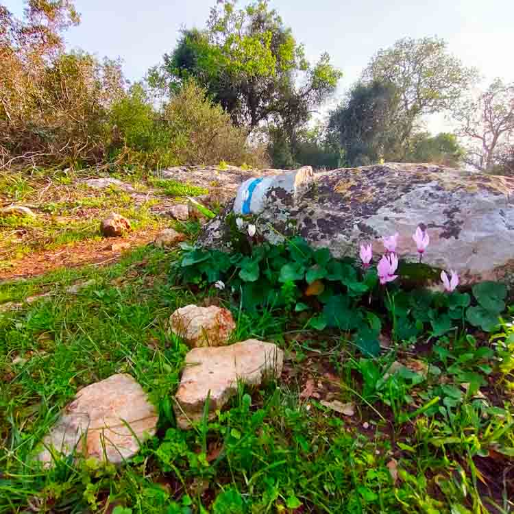 טיול פריחה בצפון