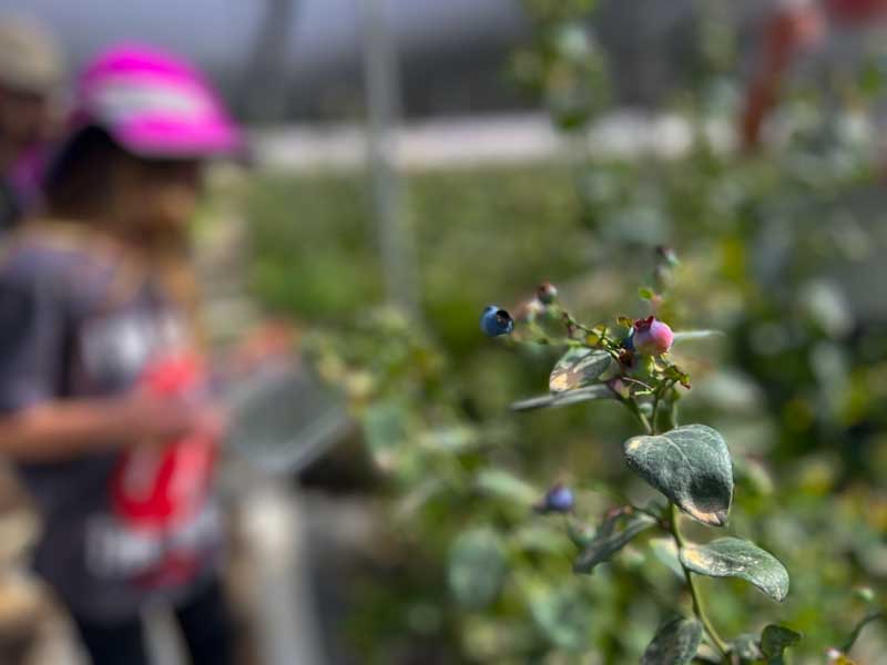 סגולות מדבר, קטיף אוכמניות כמהין