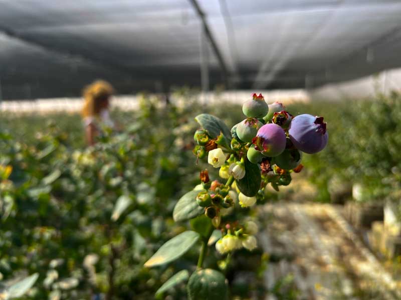 סגולת מדבר קטיף עצמי של אוכמניות מושב כמהין