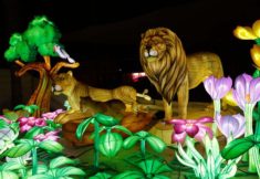 פסטיבל האור בנמל שעות פעילות