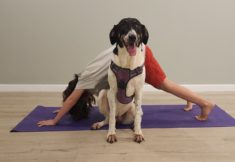 יוגה וחיות אחרות