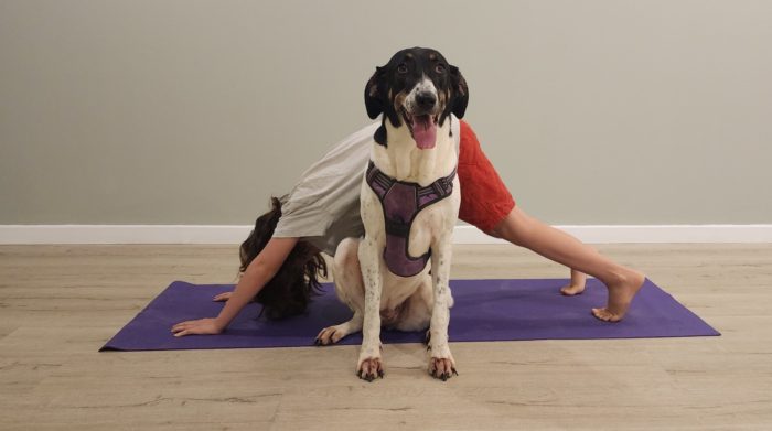 יוגה וחיות אחרות מוזיאון האדם והחי