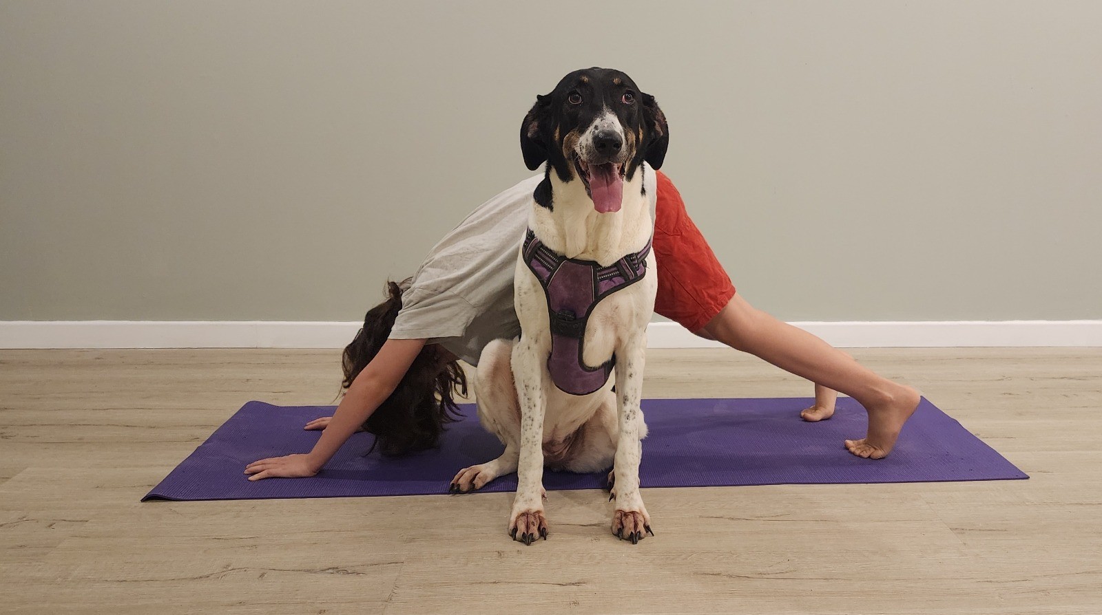 יוגה וחיות אחרות מוזיאון האדם והחי