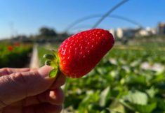 קטיף עצמי תות שדה