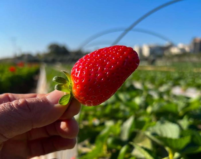קטיף עצמי תות שדה