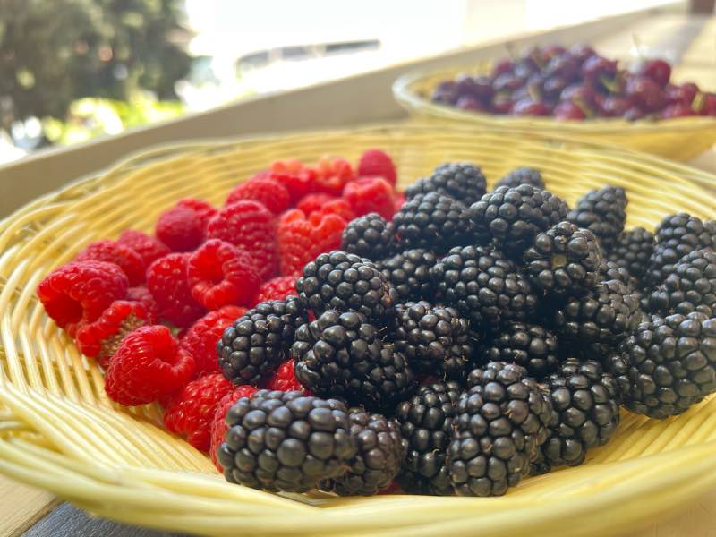 קטיף פירות יער בגולן