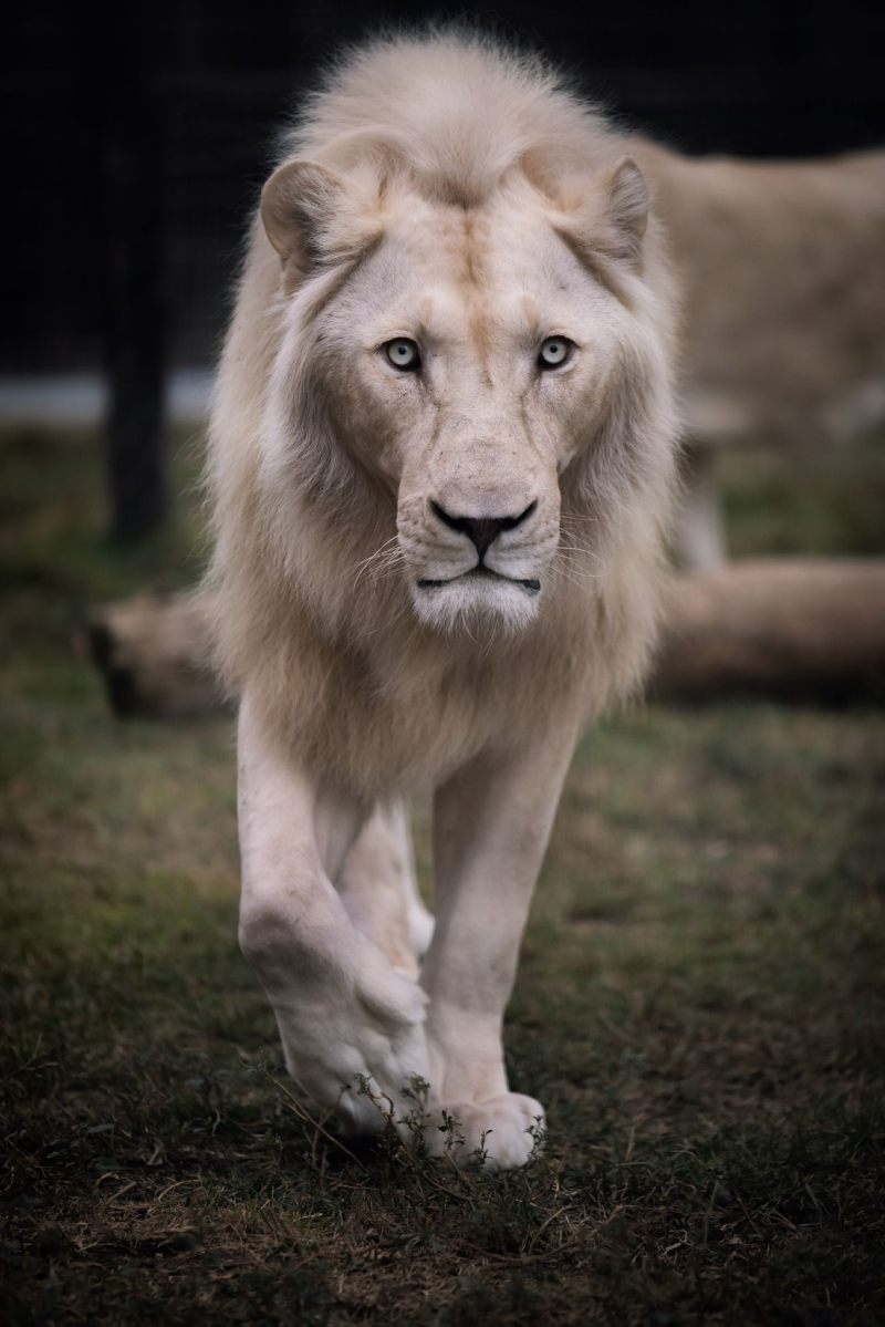 מדבריום פארק החיות בבאר שבע