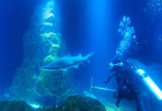 אקווריום/ צילום: שלגית אשטמקר