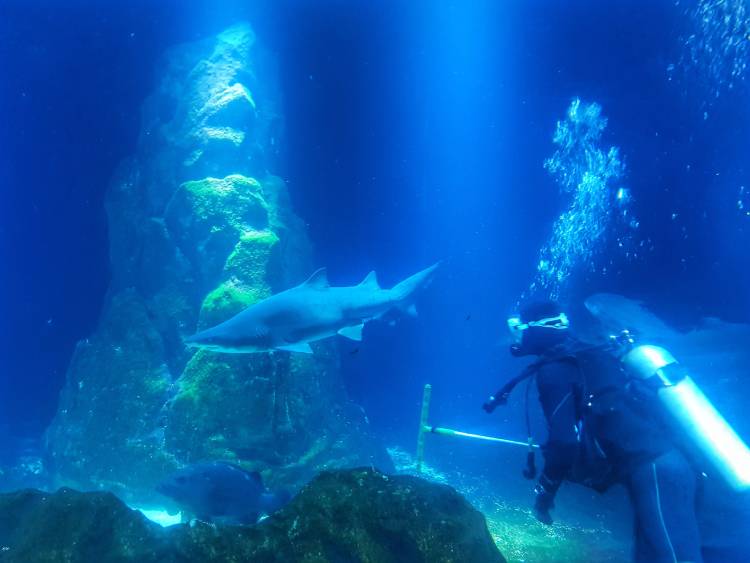 אקווריום/ צילום: שלגית אשטמקר