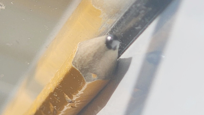 צילום מאקרו