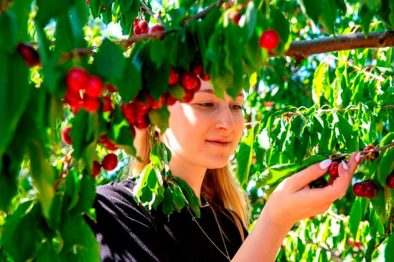 קטיף עצמי בבוסתן בראשית