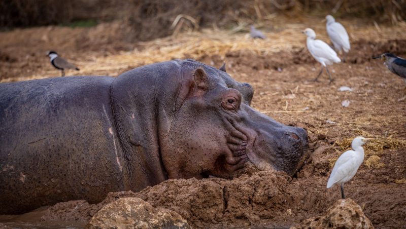 תמונה של היפופוטם