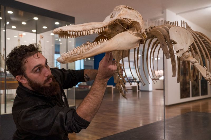 תערוכת היונקים הימיים בחיפה