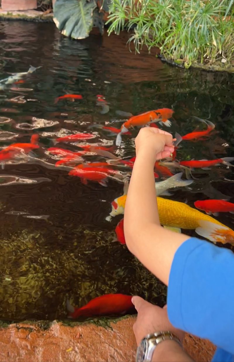 פינת ליטוף והאכלת דגים באילת