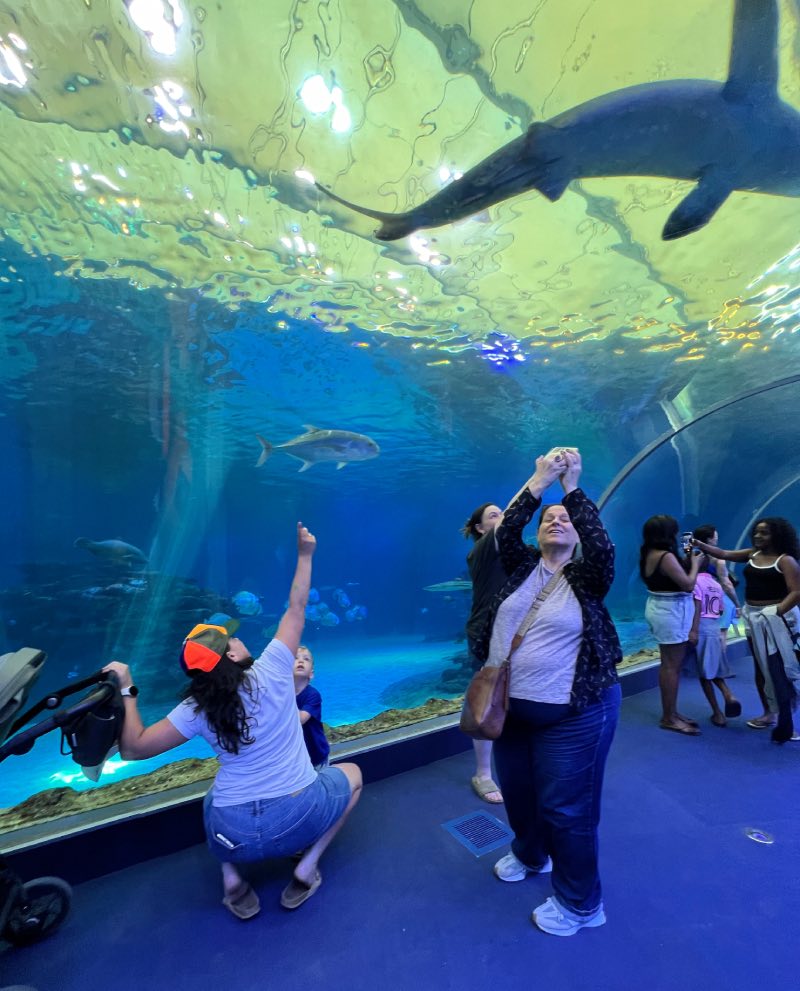 מנהרת הכרישים במצפה התת ימי