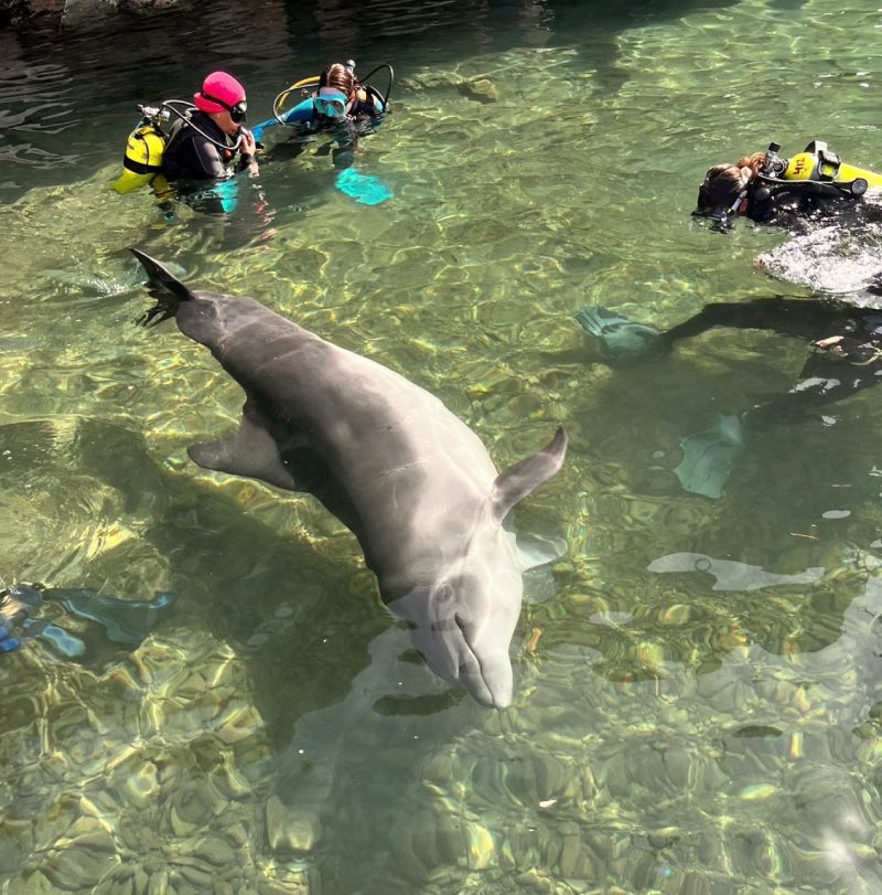 צלילה עם דולפינים בריף באילת