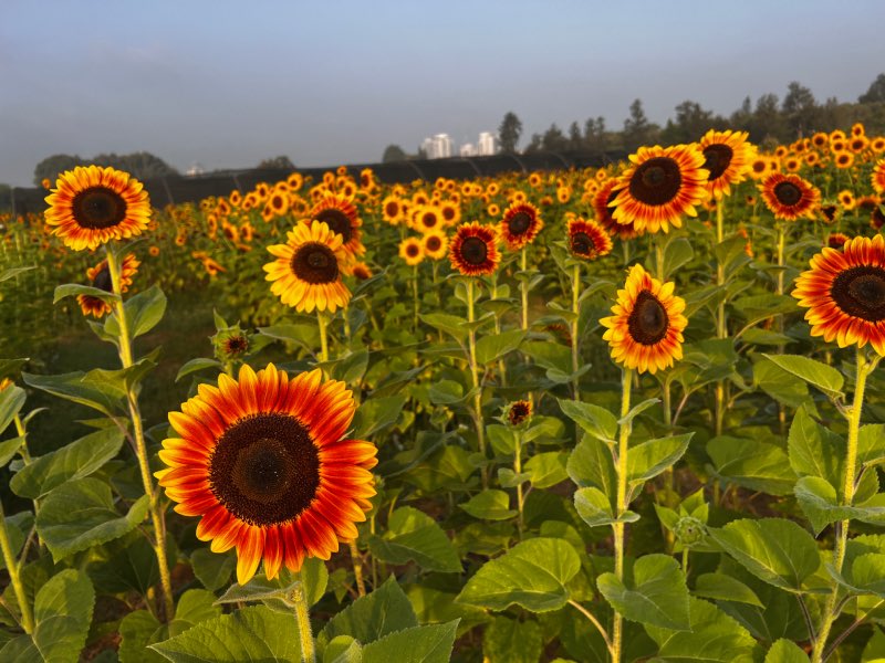 מבוך החמניות הוד השרון