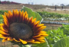 מבוך החמניות החדש