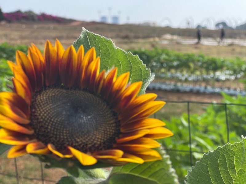 מבוך החמניות החדש