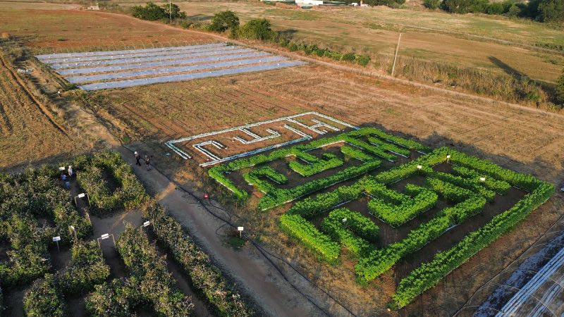קלחים ומבוכים בהוד השרון
