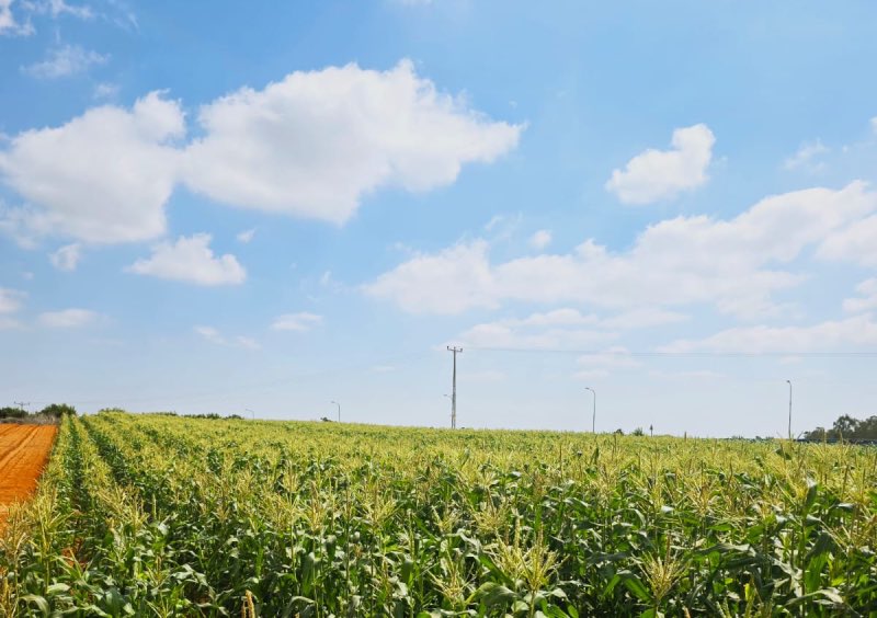 משוך בגזר במיקום החדש