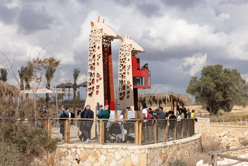 שנהיה לראש ולא לזנב... חצר הג'ירפות במדבריום