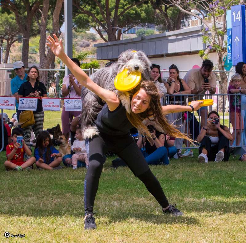 כלב משחק פריזבי