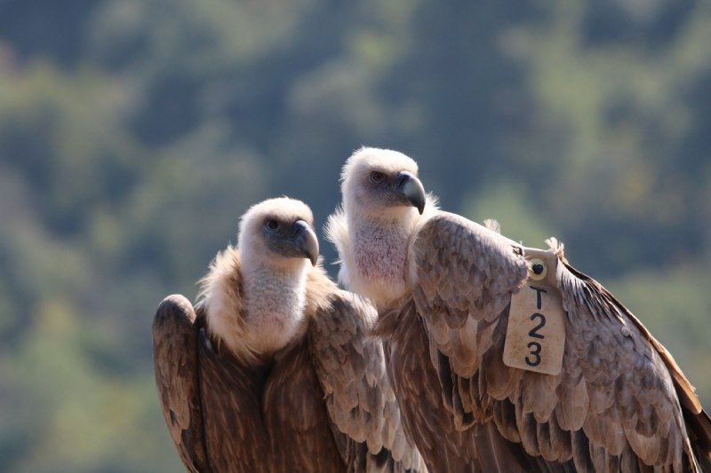 הדרכות על הנשרים בחי בר