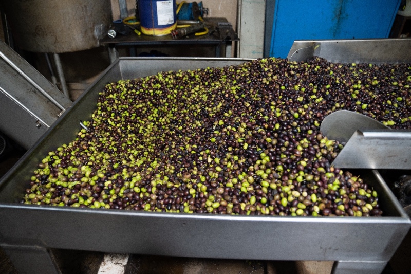 פסטיבל ימי ענף הזית