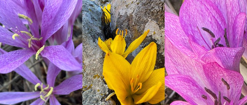 חלמוניות, סתווניות, רכס בשנית