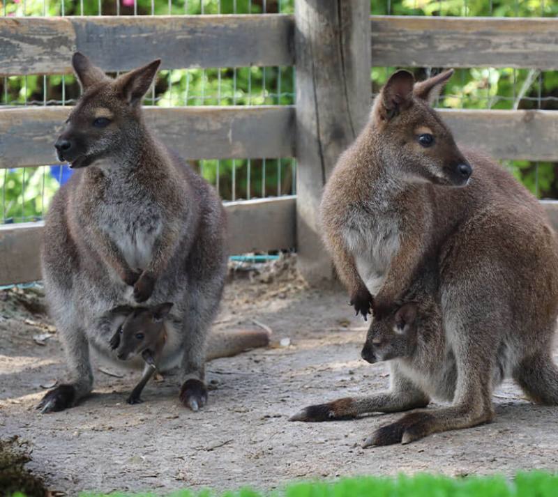 קנגרו גן גורו