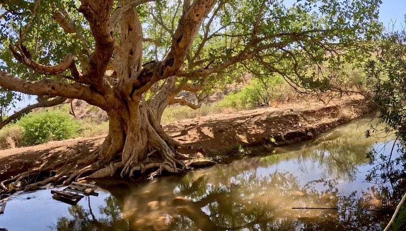 עץ השקמה נחל צלמון